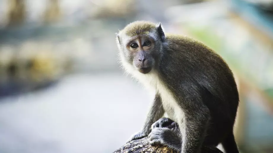 Прочетете я: Притча за маймуната