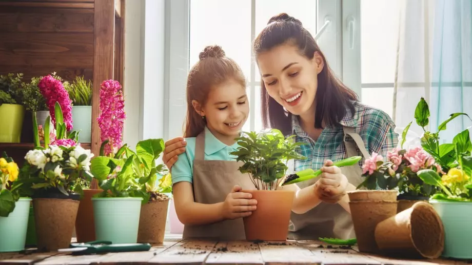 Цветето, което всяка домакиня трябва да има в дома си