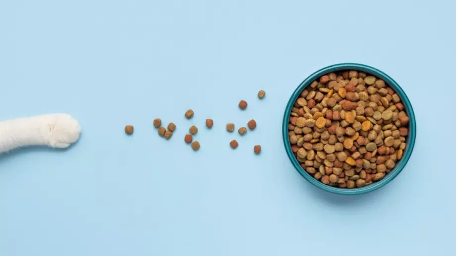Как да изберем качествена храна за кучета?