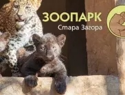 Момче от Стара Загора стана кръстник на леопарда и двете пантери в местния зоопарк