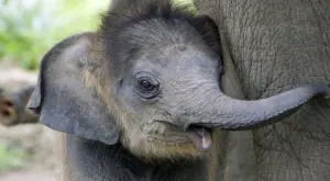 Слончета близнаци се родиха за пръв път в САЩ (ВИДЕО)
