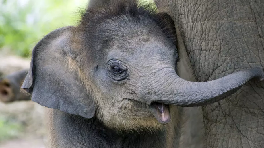 Слончета близнаци се родиха за пръв път в САЩ (ВИДЕО)