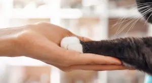 Това е най-старата котка в света (ВИДЕО)