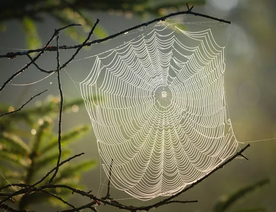 Как да прогоним паяците от дома си, без да ги убиваме?