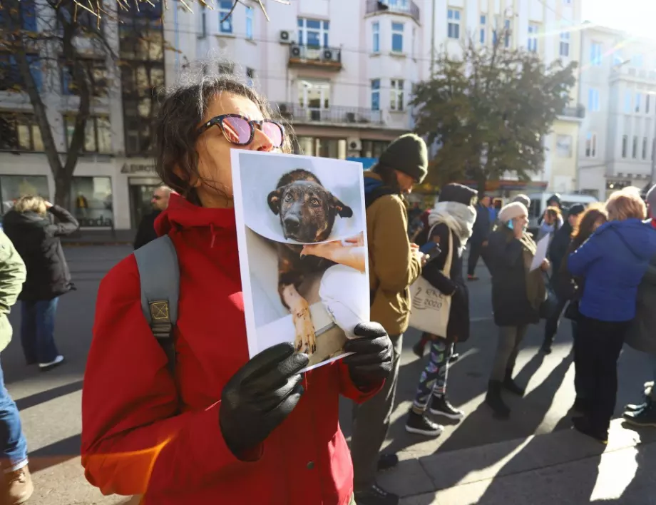 Animal Rescue: Мечо е бил връзван, удрян е тежко и имаше прорезни рани по цялото тяло