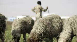 Виц на деня: Журналист решил да интервюира овчар