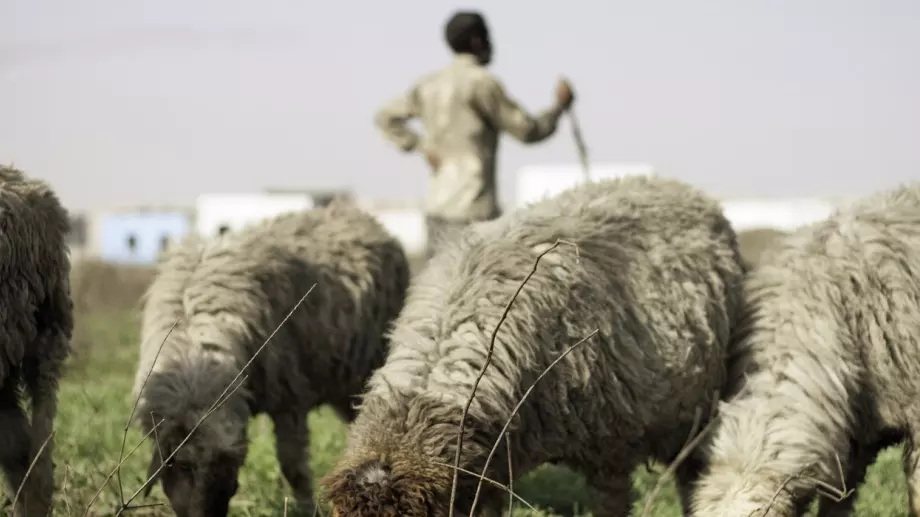 Виц на деня: Журналист решил да интервюира овчар