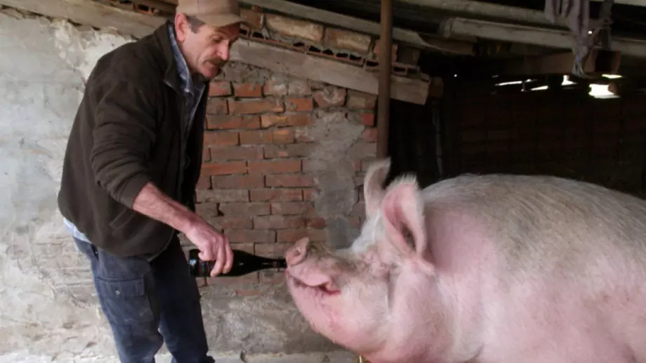 Виц на деня: Манго и Айшето ще гледат прасета