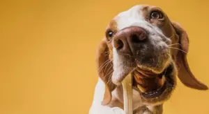 Как да изберем правилно храна за нашето куче