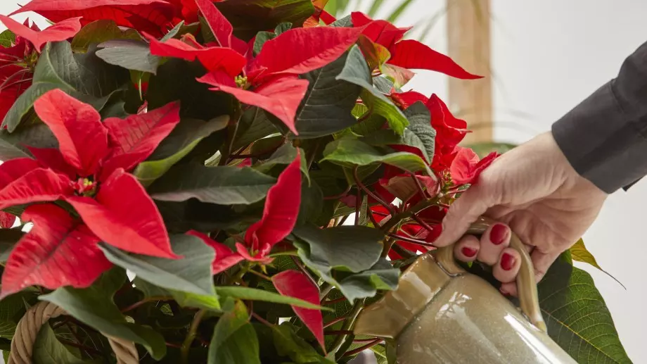 Как се полива коледната звезда – 6 полезни съвета