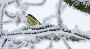 Притча за трите съвета на мъдрата птица