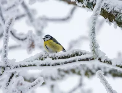 Прогноза за времето: Зимата тепърва идва - 26 януари 2023