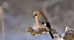 Стихотворение за 8 декември 2023