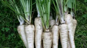 Страхотни ползи на пащърнака, за които не знаете