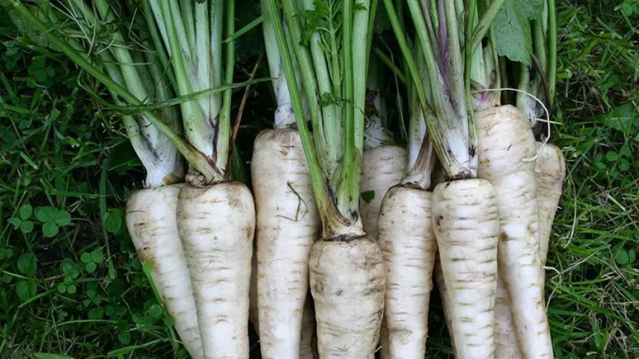 Страхотни ползи на пащърнака, за които не знаете