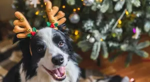 Наръчник: Коледа с домашен любимец 