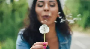 Интересни факти за глухарчето