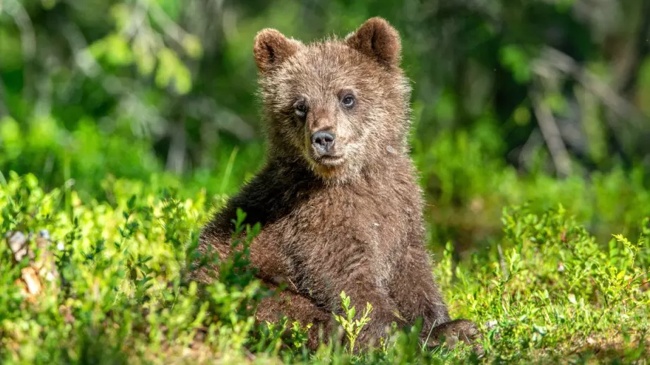 Виц на деня: Мъж срещнал малко мече в планината