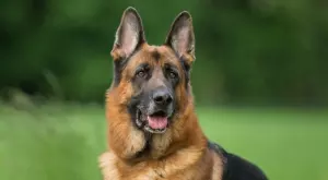 Важни факти за немската овчарка 