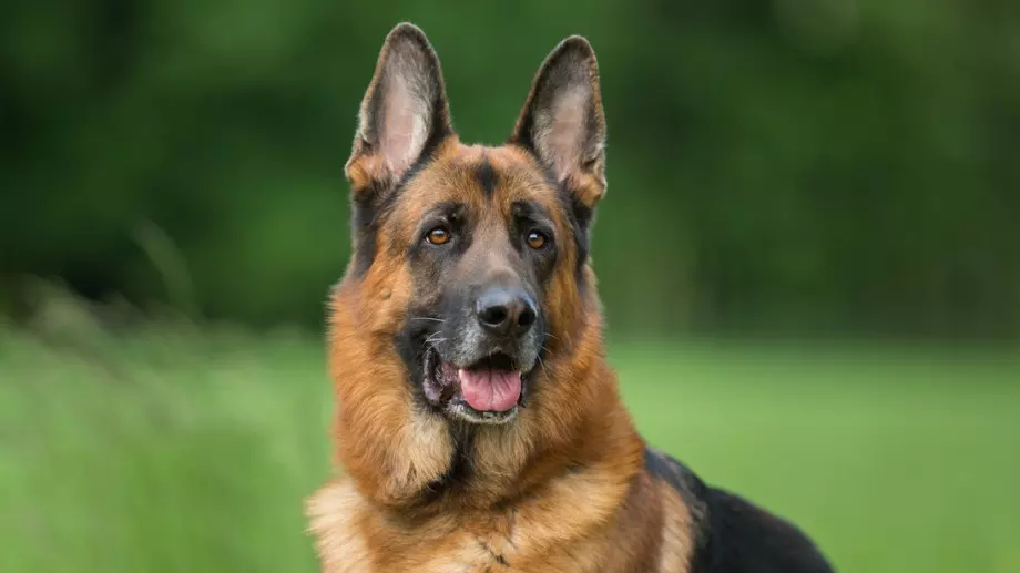 Важни факти за немската овчарка 