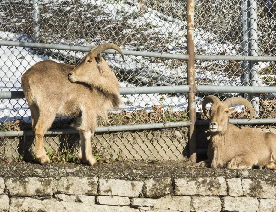 Две бебета гривест козирог са първите новородени в зоопарка в Благоевград 