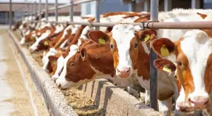 Саудитска Арабия иска да инвестира в изграждането на най-голямата млечна ферма в България