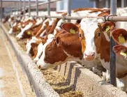 В Китай клонираха за първи път порода млекодайни крави
