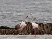 Преброиха над 2700 розови фламинги, зимуващи в Бургас