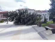 Падналото върху момичета дърво в Пловдив трябвало да бъде премахнато след няколко дни
