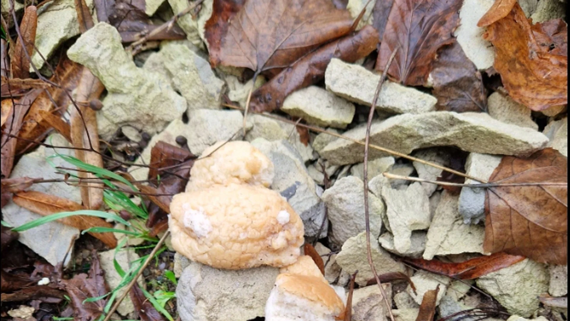 Проверяват сигнал за отровени кучета и котки в Асеновград