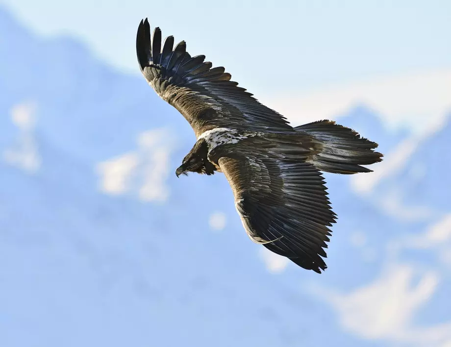 Europeiske villmarks- og istidsgiganter på VIASAT NATURE