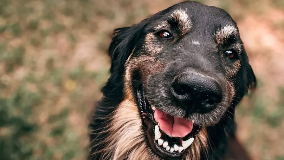 Стартира кампания за осиновяване на бездомни животни в София