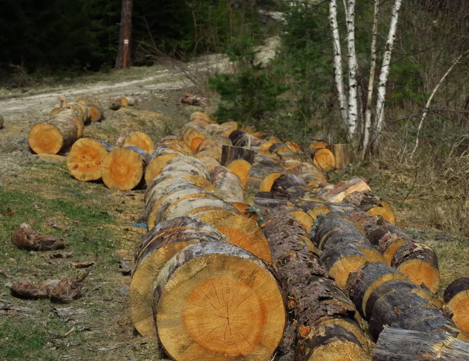 "Скандални поправки в Закона за горите ще унищожат природата": готви се протест