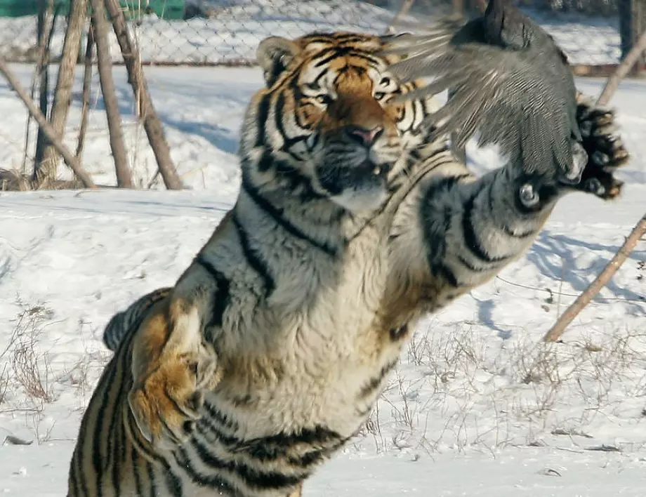 Тигри държат в страх руско село (ВИДЕО) 