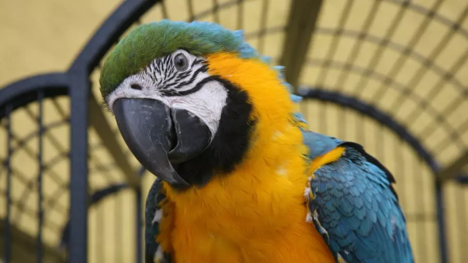 Виц на деня: Семейство си купило папагал