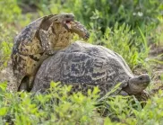 Най-смешният секс между костенурки, който някога ще видите (ВИДЕО)