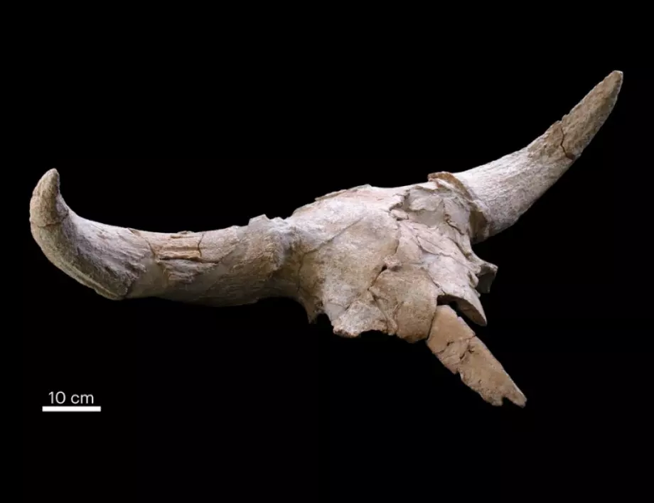 Неандерталци напълнили пещерата си с черепи и учените не знаят защо