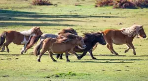 Вижте как изглежда най-малкият кон в света (ВИДЕО)