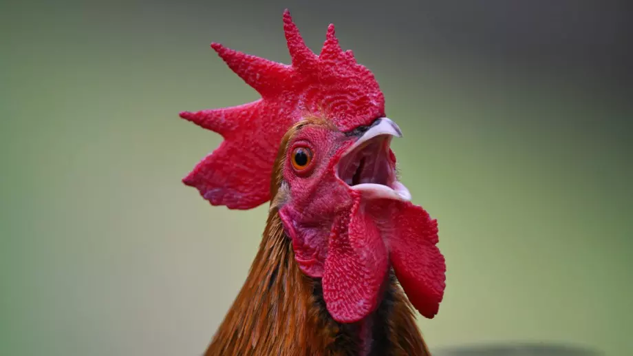 Спазвайте тези традиции на Петльовден - за берекет през цялата година