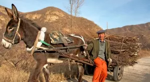 Виц на деня: Бай Марко, магарето и кучето пътуват до съседно село