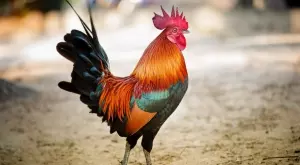 Легендата за Петльовден - ето я историята на празника