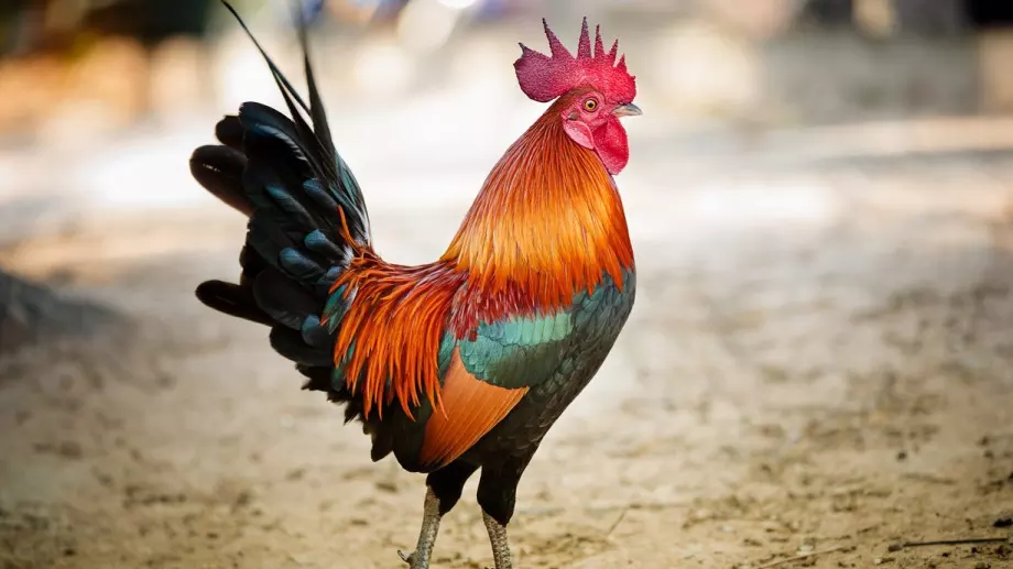 Легендата за Петльовден - ето я историята на празника