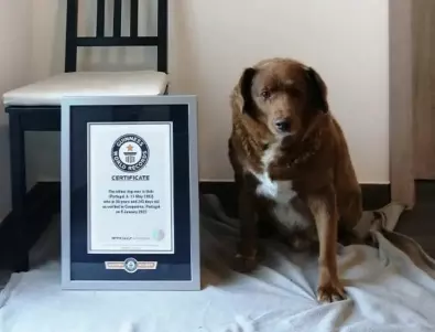 Пригответе се за сълзи: 30-годишният Боби е най-старото куче в света (ВИДЕО)