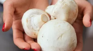 Това са ползите от консумацията на гъби