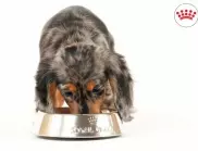 Добавки и алтернативни протеини в храната за кучета