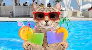 Виц на деня: Котка влиза в кафене и си поръчва