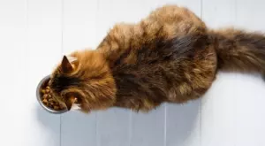 Храни за котки: гранули или мокри храни?