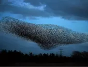 Рядко явление: Хиляди скорци устроиха невероятна гледка в небето над Великобритания (ВИДЕО)