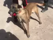 Кира е българско куче, което помага за справяне с щетите от земетресенията в Турция (ВИДЕО)