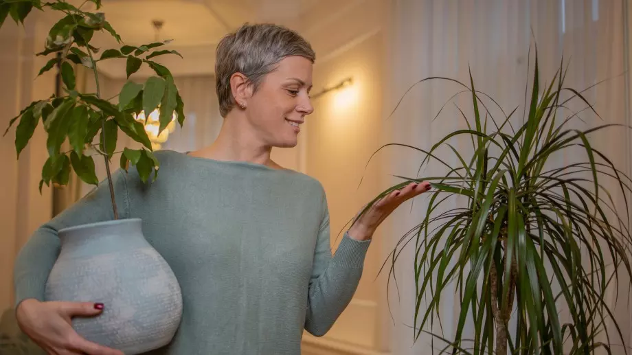 4 лесни трика за отглеждане на палма у дома